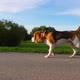 Dog walk with owner at city park, slow motion shot, low camera move beside - VideoHive Item for Sale