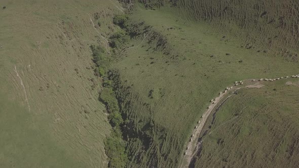 New Zealand sheep pastures