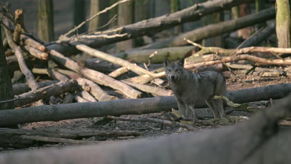 Wild Wolf In The Forest alt