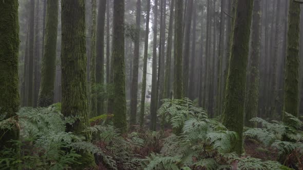 Misty Forest in Sao Miguel Island Azores Portugal alt