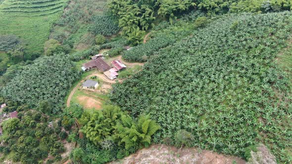 Farm with banana plantations alt