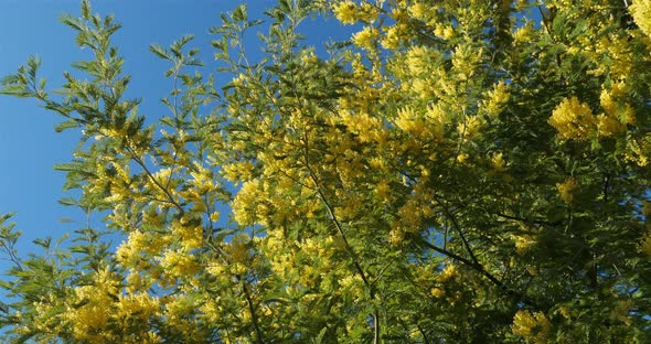 Acacia dealbata, known as silver wattle, Provence, France alt