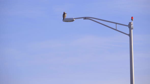 A Hawk Perched as a Plane Lands Nearby alt