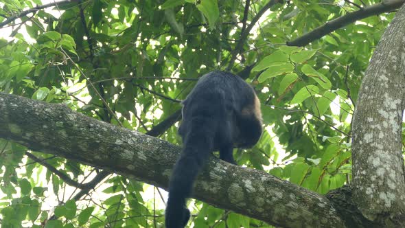 Capuchin monkey in a tree eating from a coconut  alt