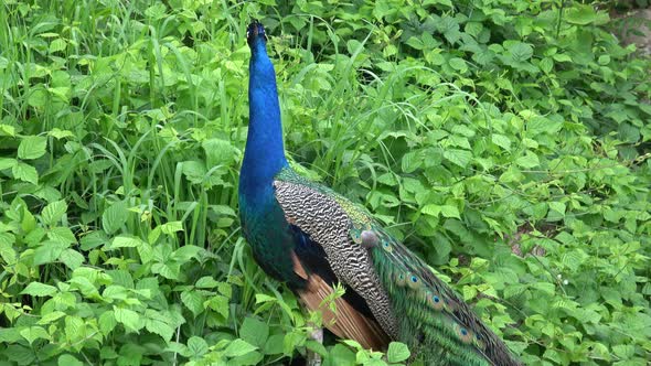 The Indian peafowl or blue peafowl (Pavo cristatus). Portrait of beautiful peacock