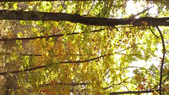 Vertical Video of Trees in the Forest in Autumn alt