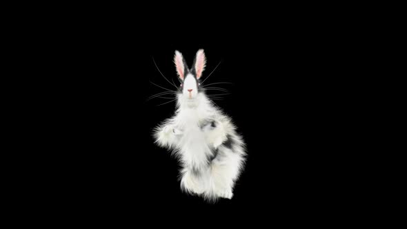 Rabbit Dancing HD alt