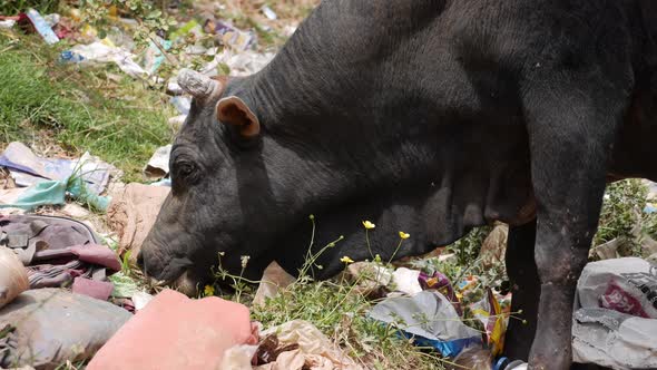 Stray Indian Cow Eating Grass While Standing in a Pile of Rubbish