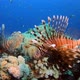 Underwater Lionfish Tropical Coral Reef - VideoHive Item for Sale