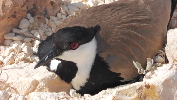 A Lapwing Bird Sitting in a Hatching Among The Stones on The Ground And Warming Her Eggs alt