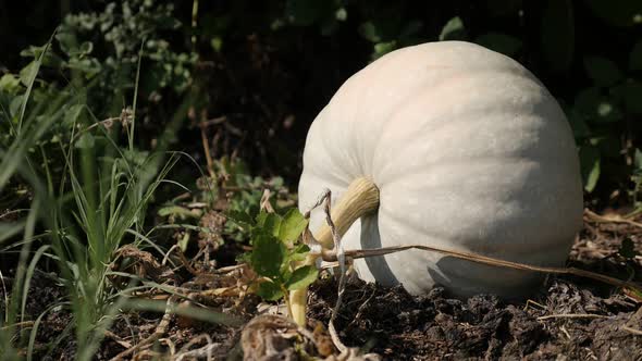Cucurbita pepo plant fruit close-up slow motion video alt
