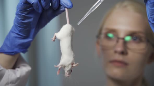 A Scientist in Strict Glasses for Sight Holds a White Experimental Mouse in His Hand and Drips a