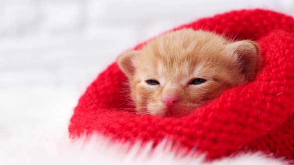 Close-up small Valentines ginger kitten is sweetly basking and looking at the camera alt