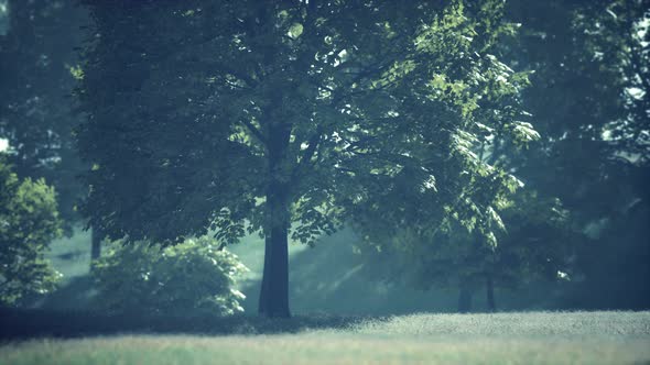 The Green Mapple Leaves in the Summer alt