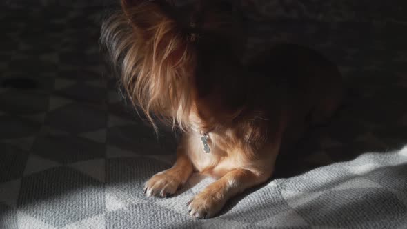 Adorable Funny Longhair Chihuaha Dog Sleeps on Plaid alt