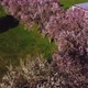 Rise above Cherry Trees with pink blossoms - VideoHive Item for Sale