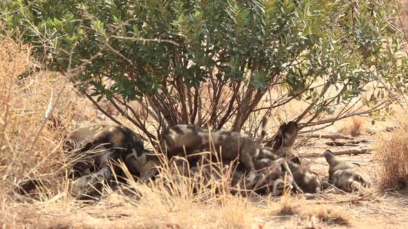 African wild dog pups, Lycaon pictus suckle on the alpha female during winter at Madikwe Private Gam alt