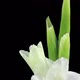 Time-lapse of opening white gladiolus flower - VideoHive Item for Sale