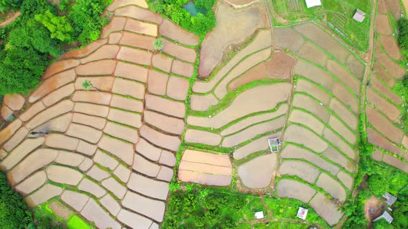 Aerial view of agriculture in rice fields for cultivation alt
