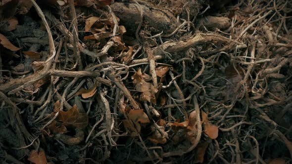 Old Dry Plant Growth Moving Shot alt