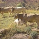 Brown Swiss calf feeds from mother cow, cattle grazing in rocky hills - VideoHive Item for Sale