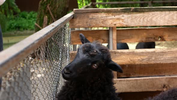 The Girl Feeds From the Hands of Young Black Sheep in the Fence