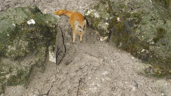 A mongoose runs among the rocks in the desert. Wildlife