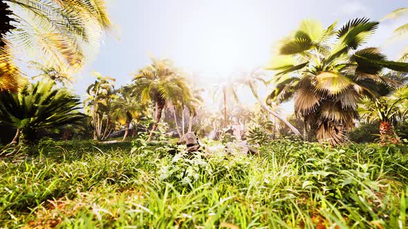Misty Rainforest and Bright Sun Beams Through Trees Branches alt