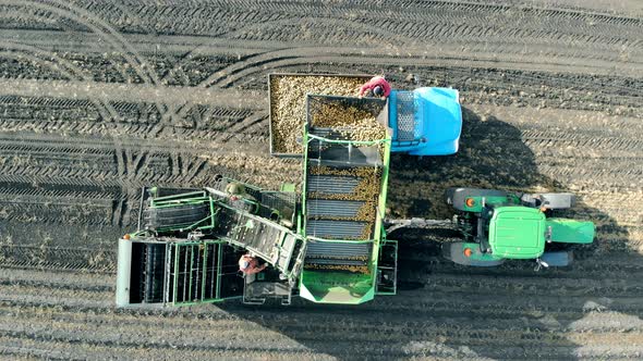 Gathered Potatoes Are Getting Displaced From the Truck Into the Container alt