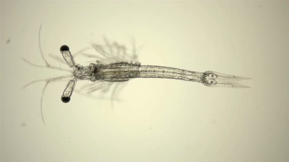 Black Sea Plankton and Zooplankton Under a Microscope, Mysid Shrimp alt
