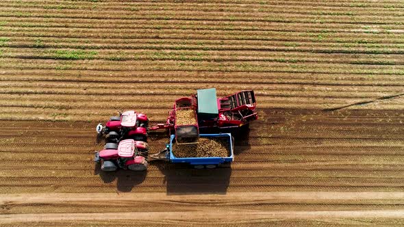 Tractor Harvesting Potatoes in the Fertile Fields of the Farm in July. Agricultural Machinery. alt