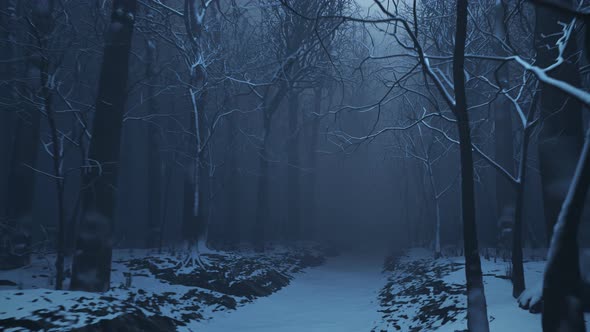 Forest alley in dense fog. Bare trees during winter. Dark moody landscape. alt