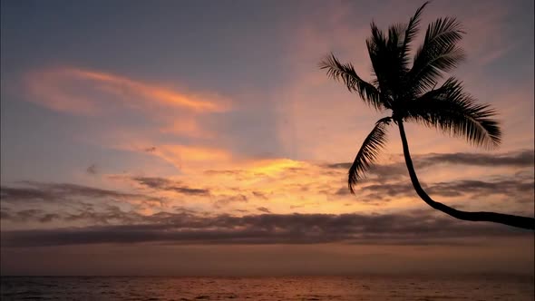 Virgin Unspoiled Caribbean Beach at Sunset with a Palm Tree