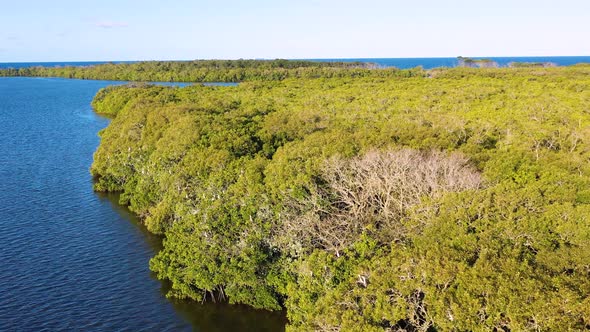 Aerial view of Pied Cormorants, Sunshine Coast, Queensland, Australia alt