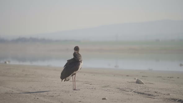 Black Stork Cleaning on a Beach