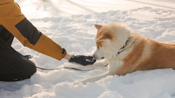 Young man with Akita Inu dog in park. Snowy winter background. Sunny day. alt