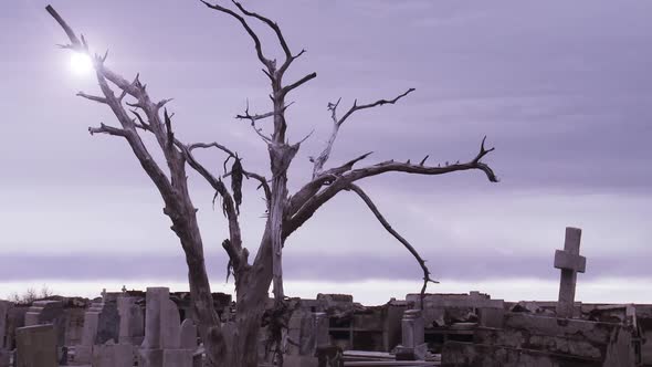 Old Abandoned Cemetery with a Dry Tree. alt