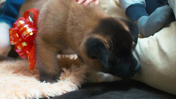 Small puppy examining carpet with his nose