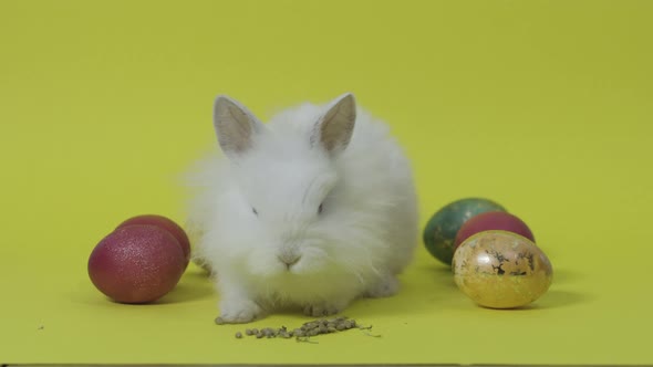 Easter Bunny Eat Feed Between Eggs. Yellow Background. Easter Holiday Concept alt