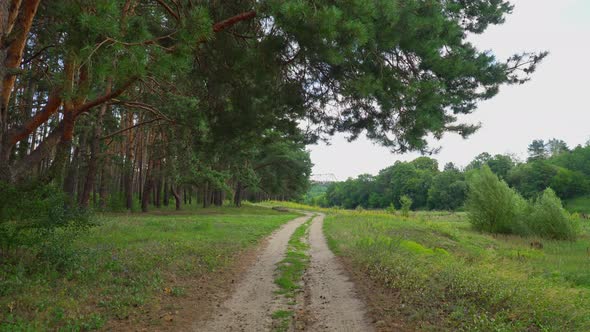 Walking On The Forest Road alt