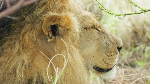 Sideview Of A Lion Relaxing On Savanna At Daytime In Central Kalahari Game Reserve, Botswana. Close alt