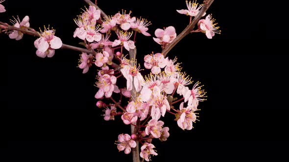 Pink Flowers Blossoms on the Branches Cherry Tree alt