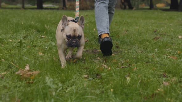 Close Up of Woman Using Leash for Walking with Dog at Park alt