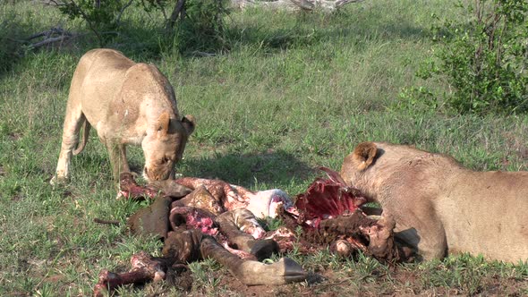 A lioness drags a giraffe carcass into the bush so she can finish her meal in the shade. alt
