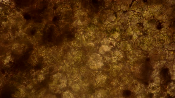 Microcosmic Background of the Simplest Microorganisms Under the Microscope alt