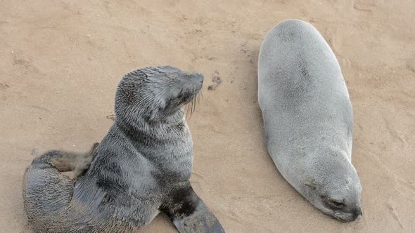Two Funny Fur Seals on a Sand Beach