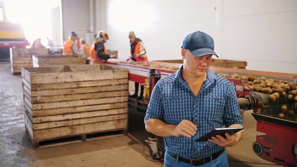 Potato Harvesting alt