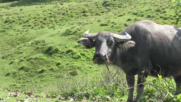 A Buffalo with a Massive Powerful Physique with Strong Limbs and Large Hooves with Peculiar Horns