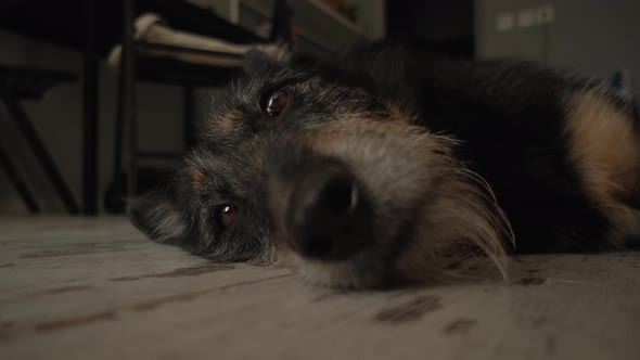 Mixed Breed Dog Lying on the Floor alt