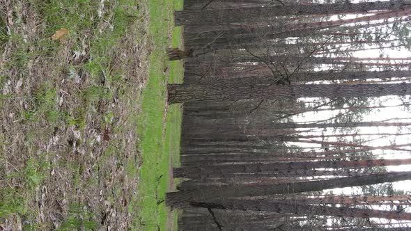 Vertical Video of Beautiful Forest Landscape Aerial View alt